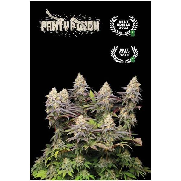 Seedstockers - Superior Auto Panty Punch - 3 auto