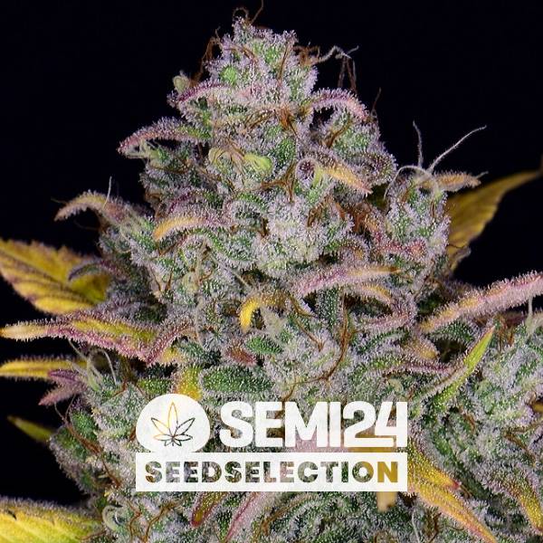 Semi24 Seedselection - Auto Gelato - 3+1 Auto