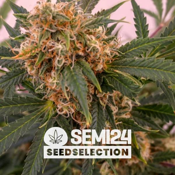 Semi24 Seedselection - Auto Gorilla - 5+2 Auto
