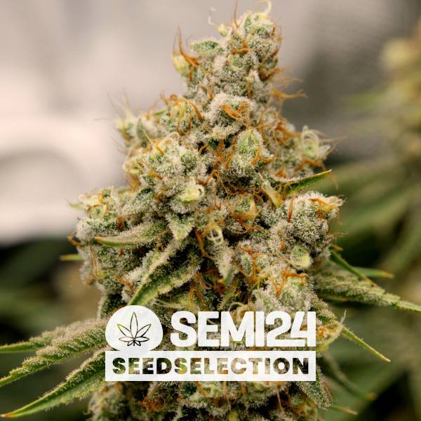 Semi24 Seedselection - Strawberry Amnesia - 5+2 Fem