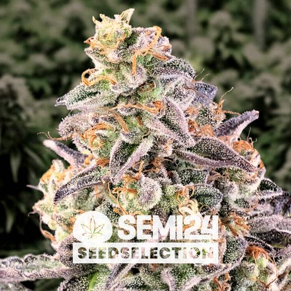 Semi24Seedselection - Chocolope- 5+2 Fem