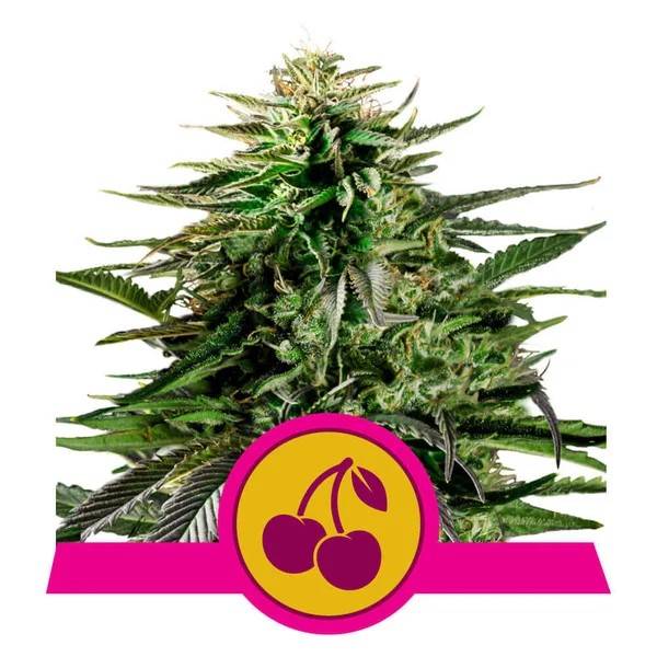 Royal Queen Seeds - Cherry Pie - 3 fem
