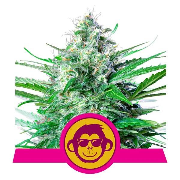 Royal Queen Seeds - Grape Ape - 5 fem