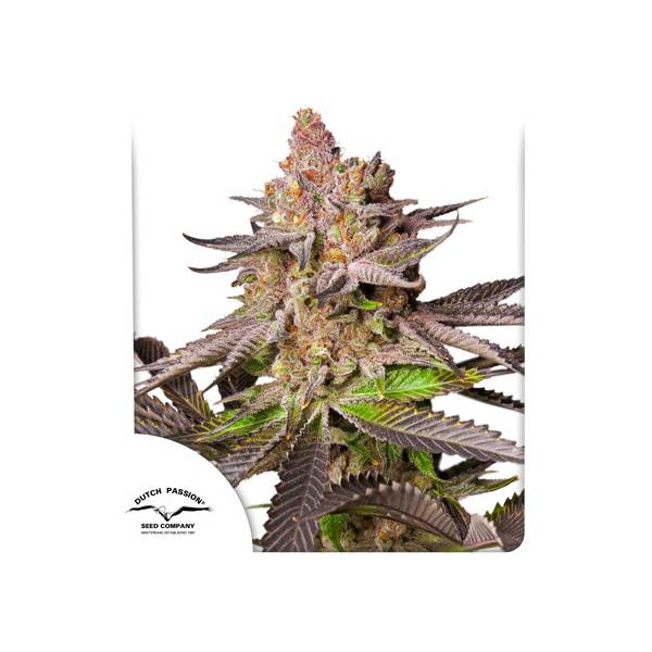 Dutch Passion - Melonade Runtz - 5 fem