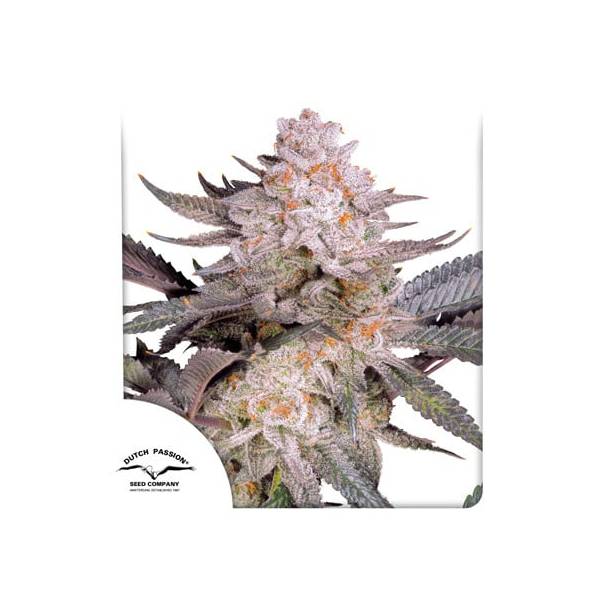 Dutch Passion - Orange Bud 2.0 - 5 fem
