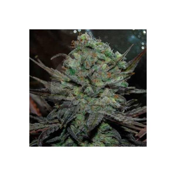 Delicious Seeds - Auto Eleven Roses - 5 auto