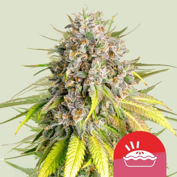 Royal Queen Seeds - Punch Pie "Tyson 2.0" - 10 Fem