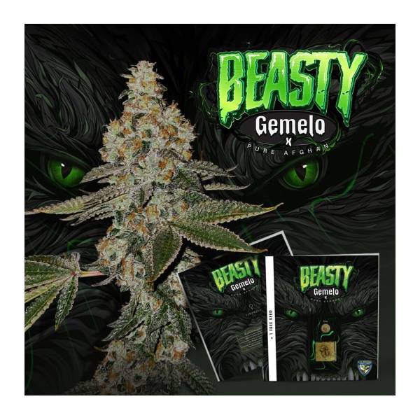 TH Seeds - Beasty 710 Limited Pack - 5+1 Fem