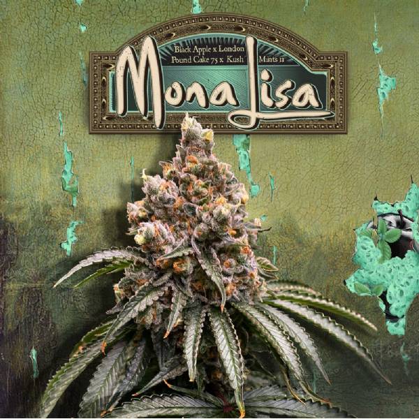TH Seeds - Mona Lisa 710 Limited Pack - 5+1 Fem