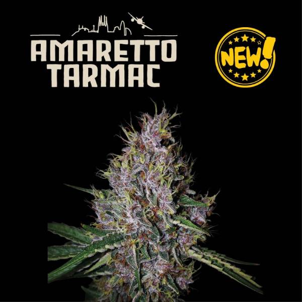 Seedstockers - Superior Auto Amaretto Tarmac - 3 auto
