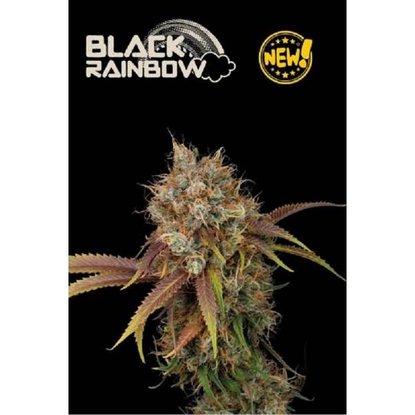 Seedstockers - Superior Auto Black Rainbow - 1 auto