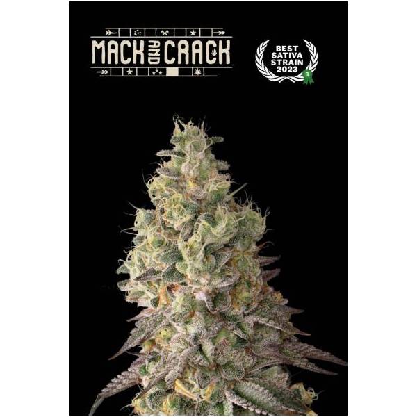 Seedstockers - Superior Auto Mack and Crack - 5 auto