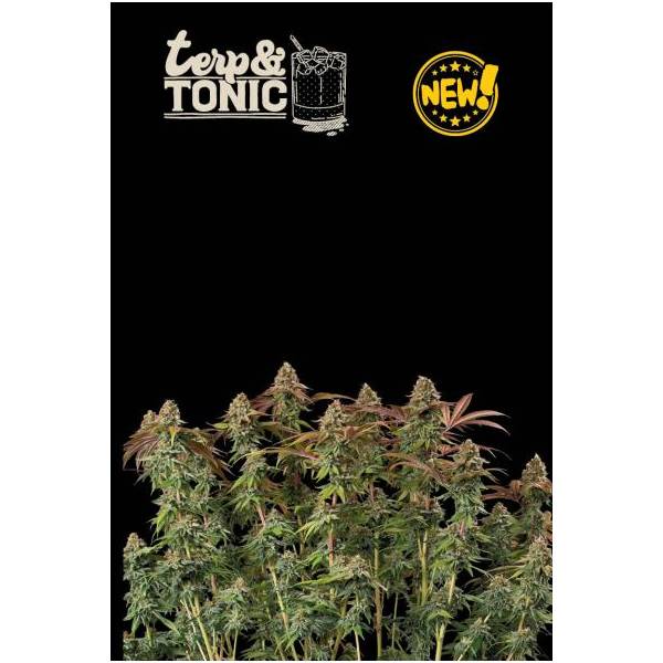 Seedstockers - Superior Auto Terp & Tonic - 1 auto