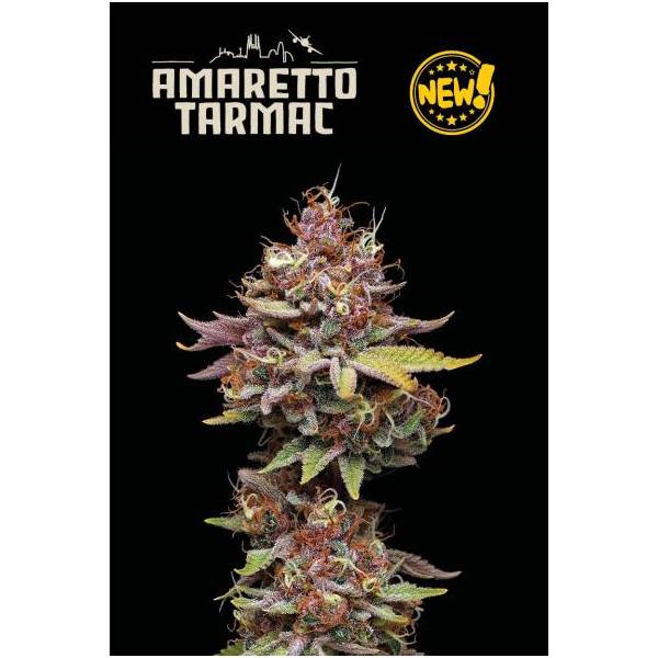 Seedstockers - Superior Amaretto Tarmac - 5 fem