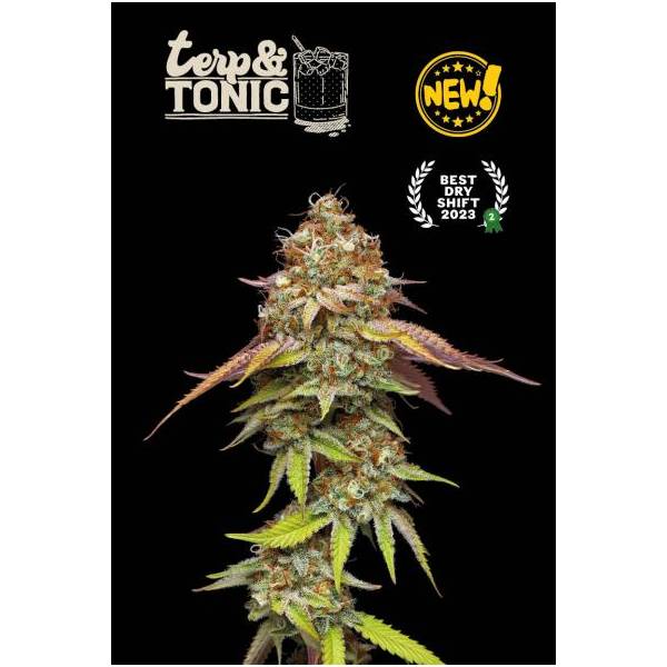 Seedstockers - Superior Terp & Tonic - 3 fem