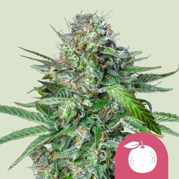 Royal Queen Seeds - Tangie - 1 fem