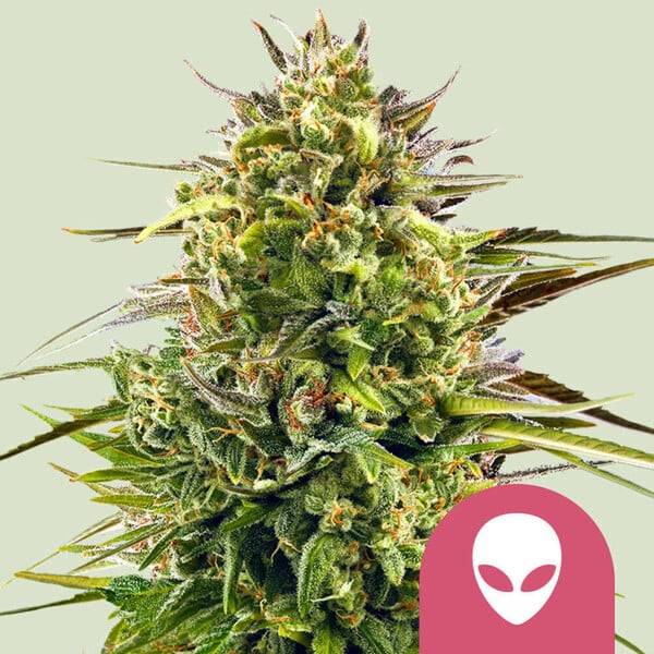 Royal Queen Seeds - Alien OG - 5 fem