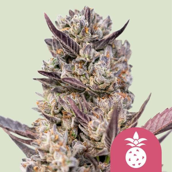 Royal Queen Seeds - Tropicanna Cookies Purple - 1 fem