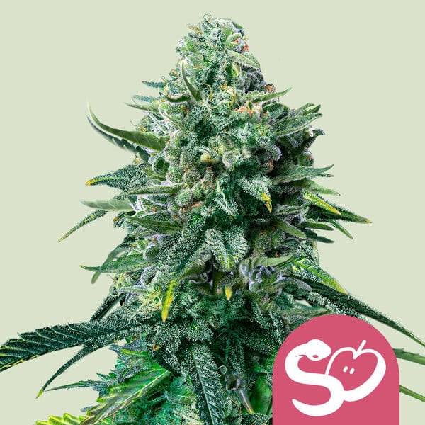 Royal Queen Seeds - Forbidden Fruit - 5 fem