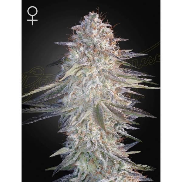Green House Seeds - Super Lemon Haze x Pink Candy - 5 fem