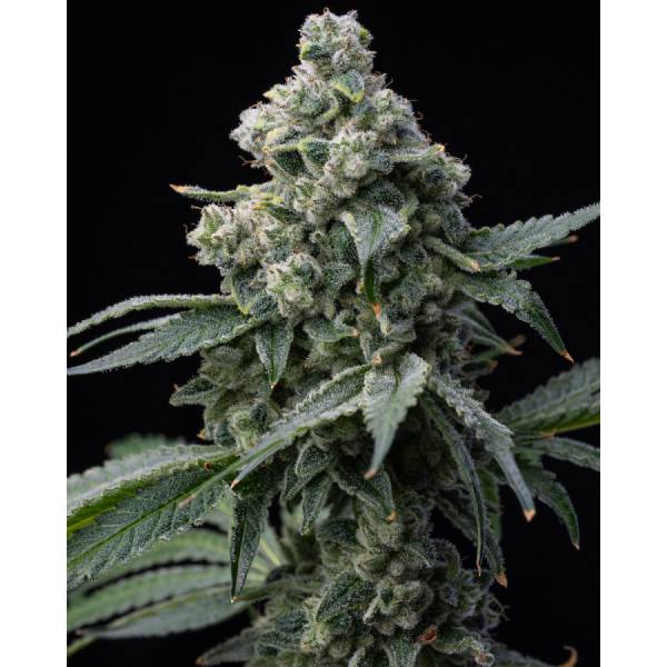 Barney's Farm - Bruce Banner - 3 fem