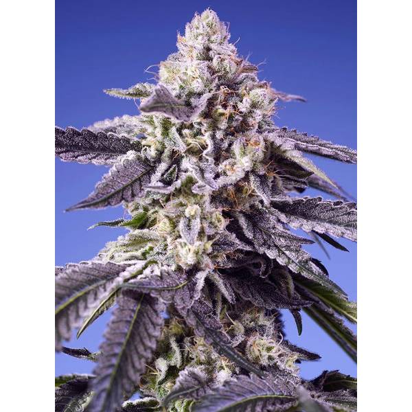 Sweet Seeds - Permanent Jealousy XL Auto 3+1