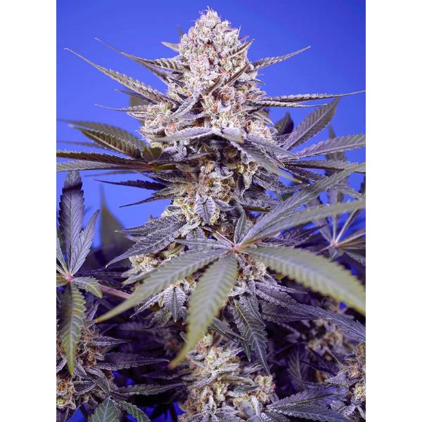 Sweey Seeds - Pineapple Slush XL Auto 3+1