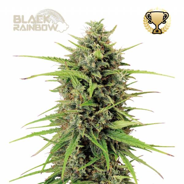 Seedstockers - Black Rainbow auto 3+2