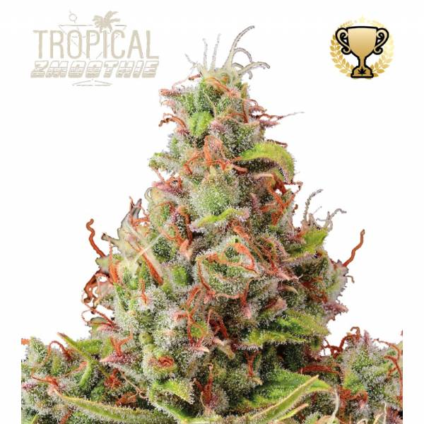 Seedstockers - Tropical Zmoothie auto 3+2