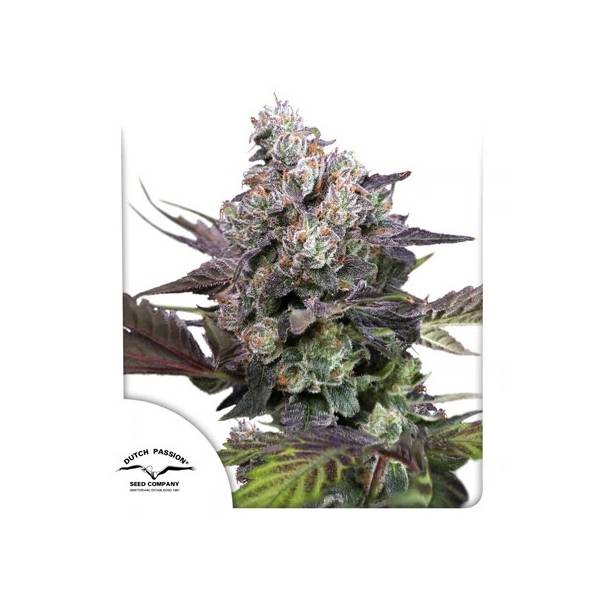 Dutch Passion - Candy Bubatz XL - 3 fem