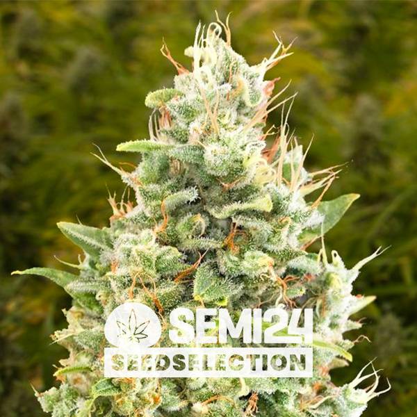 Semi24 Seedselection - Gorilla Zkittlez Auto - 3+1 auto