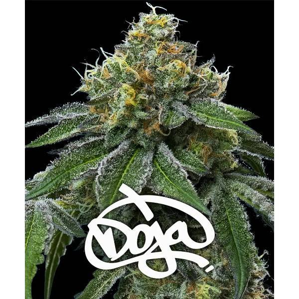 Barney's Farm - RS11 x Banana OG - 1 fem